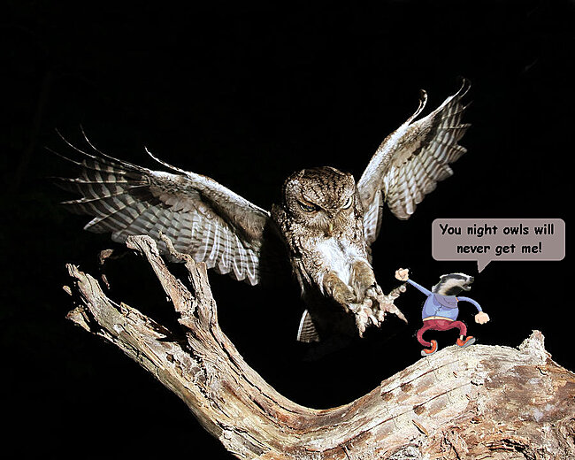 Click image for larger version

Name:	.Badgie night owl.jpg
Views:	0
Size:	130.6 KB
ID:	102109