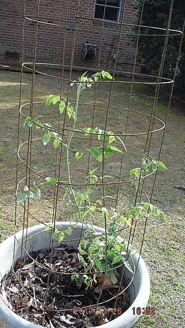 pepsi crate garden tomatoes 3-26-17 301.JPG