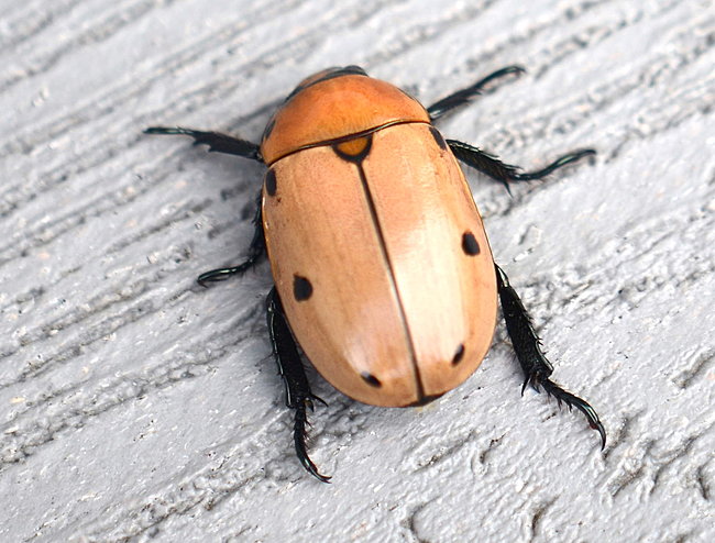 beetle.JPG