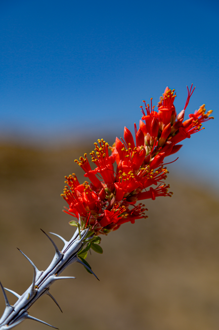 Click image for larger version

Name:	Catus Flower Bokeh.png
Views:	7
Size:	3.36 MB
ID:	55906