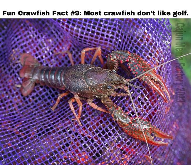 crawfish meme.jpg