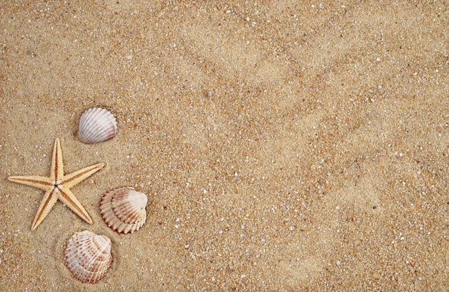 Beach & shells.png