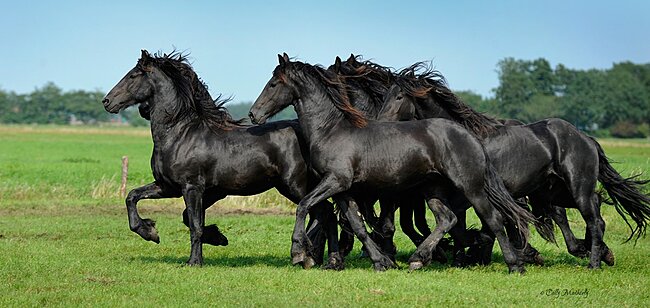 Click image for larger version

Name:	friesian-horses.jpg
Views:	2
Size:	251.8 KB
ID:	97864