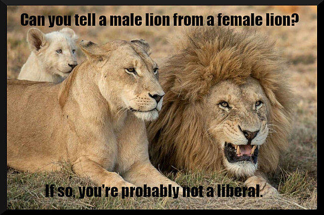 Lion male-female.jpg