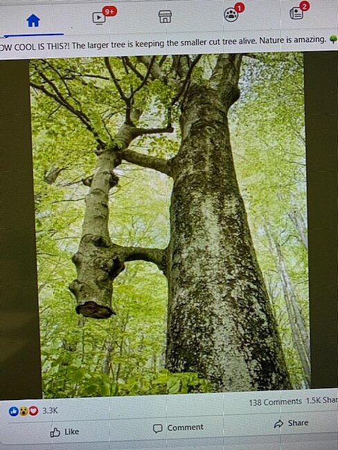 relative trees......jpg