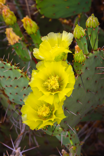 Click image for larger version

Name:	Catus Flowers in Big Bend.png
Views:	2
Size:	3.06 MB
ID:	55905