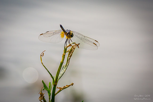 Click image for larger version

Name:	Dragon Fly-9834.JPG
Views:	0
Size:	620.4 KB
ID:	18010