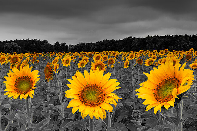 8.6.22 Sunflower_1.jpg