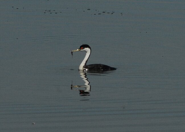 Click image for larger version

Name:	grebe-1.jpeg
Views:	1
Size:	157.1 KB
ID:	87656