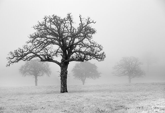Click image for larger version

Name:	Scary Trees in the Fog.jpg
Views:	3
Size:	1.04 MB
ID:	53667