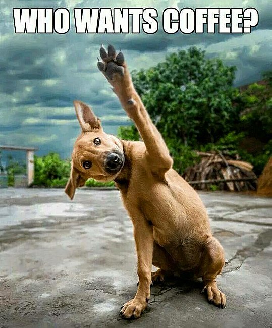 who-wants-coffee-dog.jpg