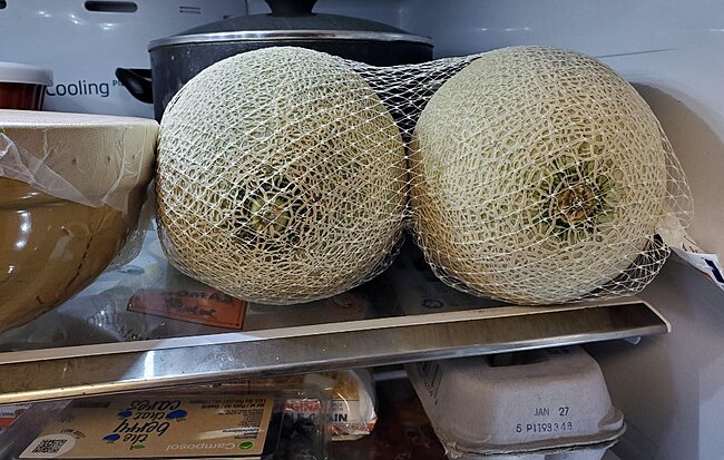 Click image for larger version

Name:	nice set of melons.JPG
Views:	4
Size:	182.4 KB
ID:	48610