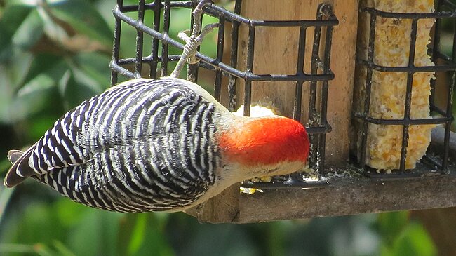 Red-bellied_Woodpecker_6.JPG