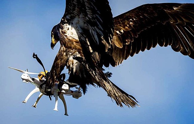 drone eagle.jpg