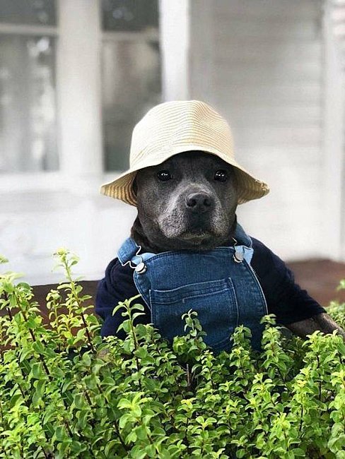 Click image for larger version

Name:	farmer dog.jpg
Views:	5
Size:	72.1 KB
ID:	19700