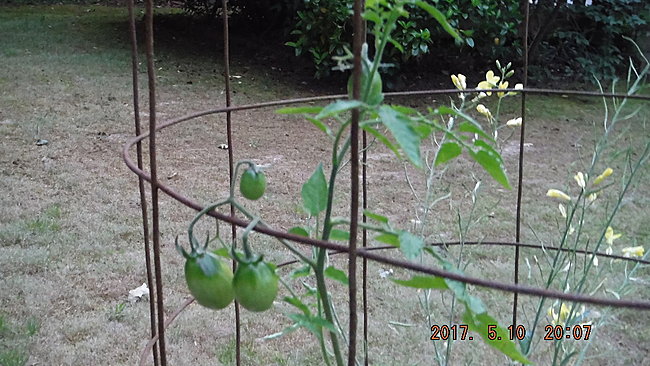 tomatoe pine tre down garden 303.JPG