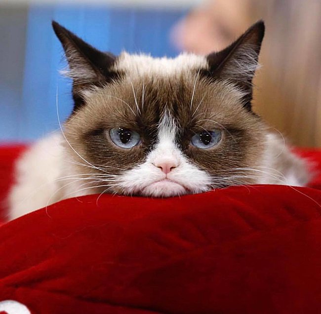 Click image for larger version

Name:	grumpycat.jpg
Views:	2
Size:	61.3 KB
ID:	26418