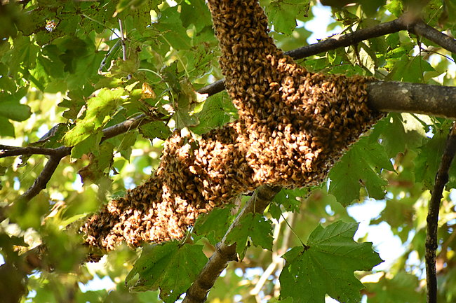 Bees 004.jpg