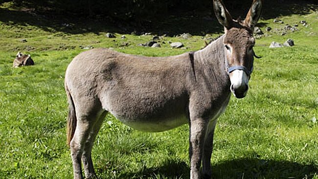 Click image for larger version

Name:	donkey-pic-getty-810519918.jpg
Views:	0
Size:	130.0 KB
ID:	78960