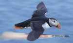 Shrike6's Avatar